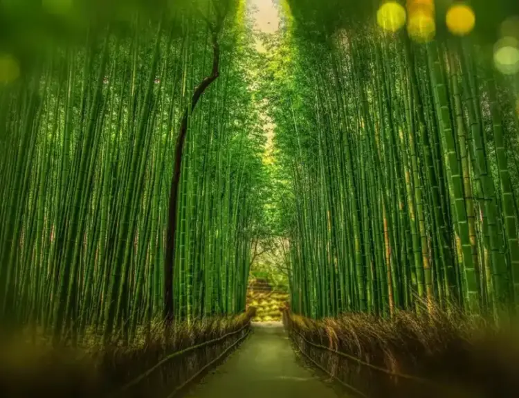 Bamboo Garden